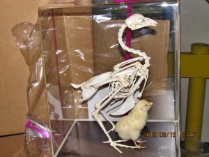 Chicken skeleton seized in Baltimore