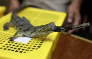 Gavial Crocodile