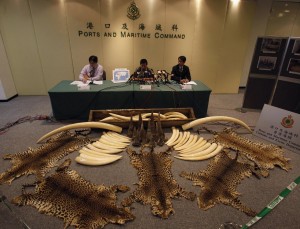 Skins and Tusks Seized by Authorities
