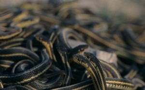 Snakes Seized by Customs