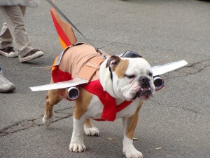 Cuando vista a su mascota con atuendo de flete aéreo, haga que todos los miembros de la familia utilicen implementos de logística.